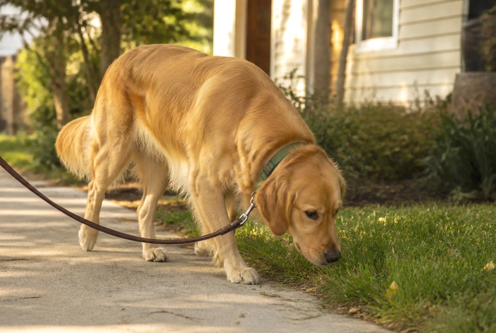 After Swap Late Rough Play for a Slow Sniff Walk
