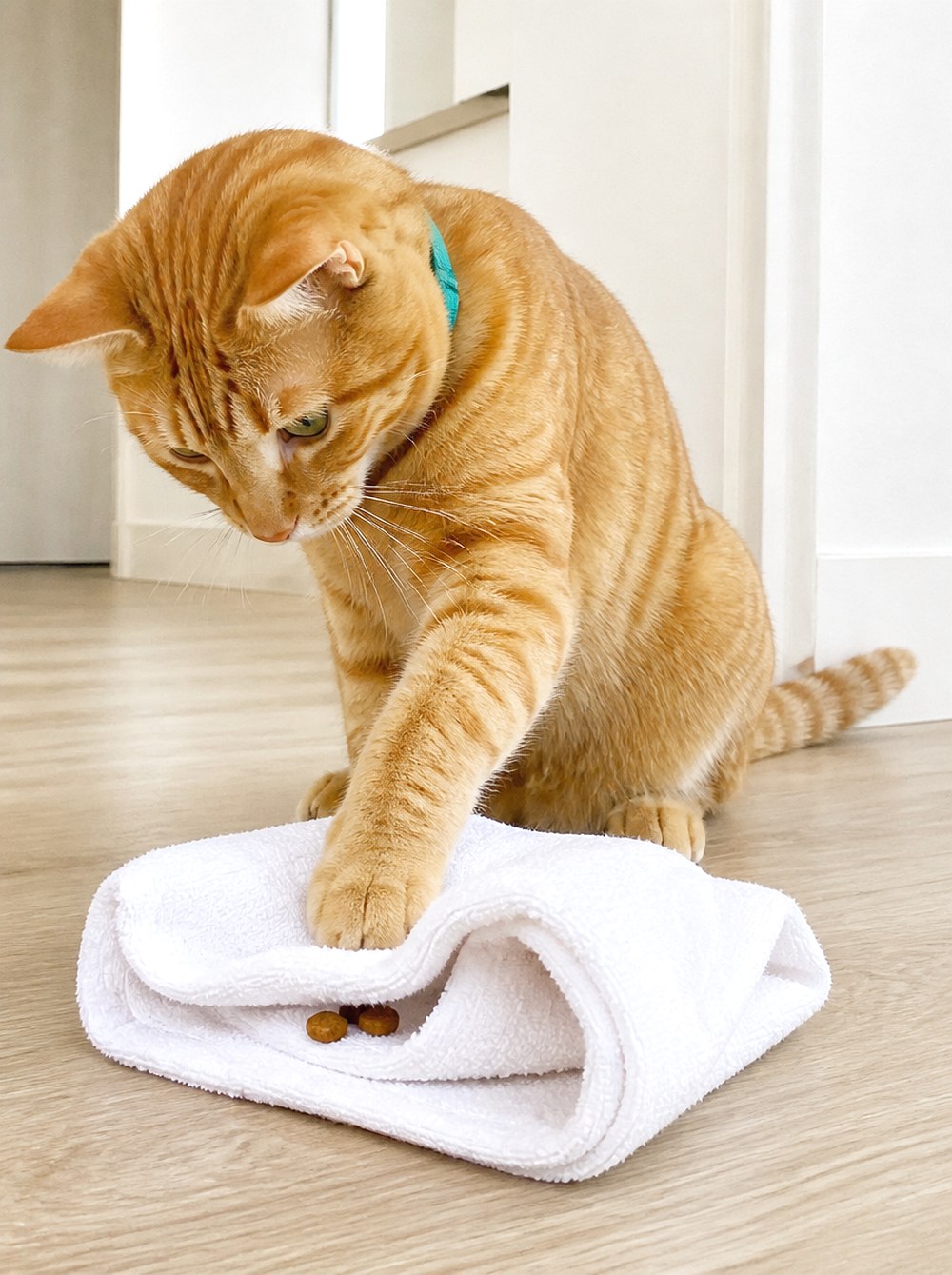 After Rolled Towel Forage