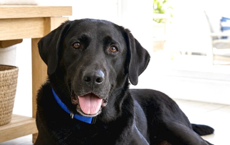 Summer Dog Routine at Home A Cool Calm Daily Plan for Hot Days